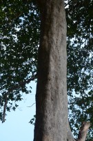 Live Plant Image