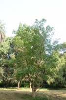Live Plant Image