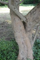 Live Plant Image