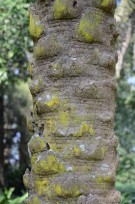 Live Plant Image