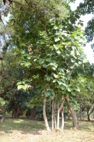 Live Plant Image