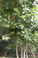 Live Plant Image
