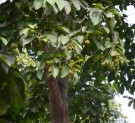 Live Plant Image