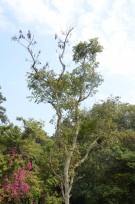 Live Plant Image