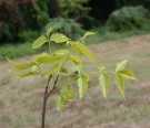 Live Plant Image