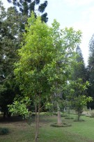 Live Plant Image