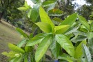Live Plant Image