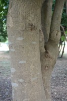 Live Plant Image