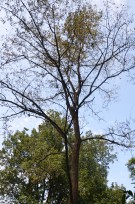 Live Plant Image