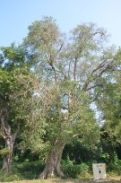 Live Plant Image