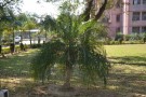 Live Plant Image