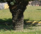 Live Plant Image