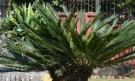 Live Plant Image
