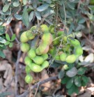 Live Plant Image