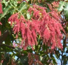 Live Plant Image