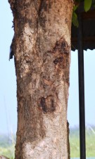 Live Plant Image