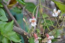 Live Plant Image