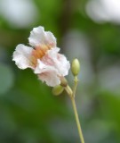 Live Plant Image