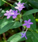 Live Plant Image
