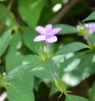 Live Plant Image
