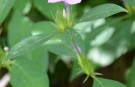 Live Plant Image