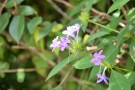 Live Plant Image
