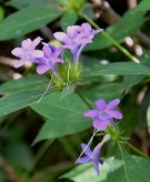 Live Plant Image