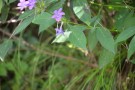 Live Plant Image