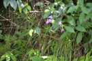 Live Plant Image