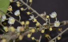 Live Plant Image