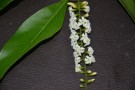 Live Plant Image