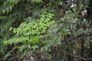 Live Plant Image