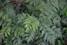 Live Plant Image