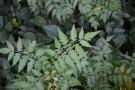 Live Plant Image