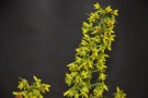 Live Plant Image
