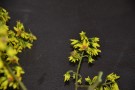 Live Plant Image