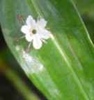 Live Plant Image
