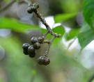 Live Plant Image
