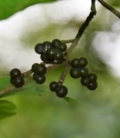 Live Plant Image