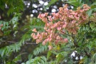 Live Plant Image