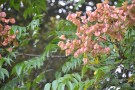 Live Plant Image