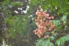 Live Plant Image