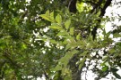 Live Plant Image