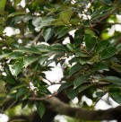 Live Plant Image