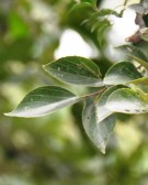 Live Plant Image