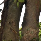 Live Plant Image