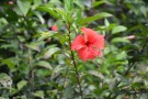 Live Plant Image