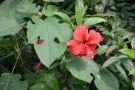 Live Plant Image