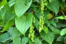 Live Plant Image
