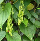 Live Plant Image